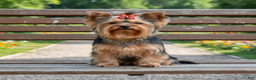 Yorkshire Terrier dogs for sale: Archie - Ad 9