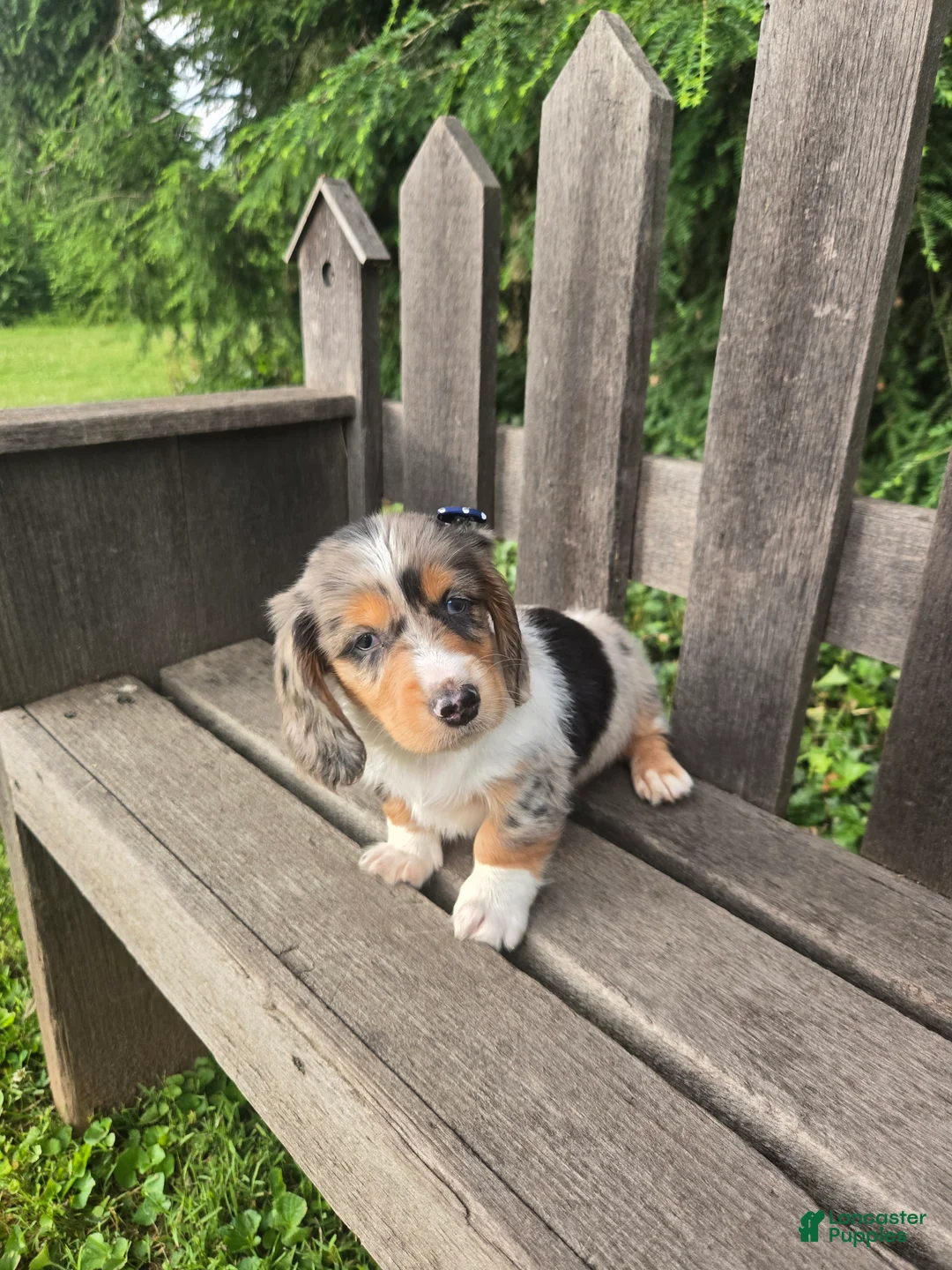 Miniature Dachshund dogs for sale: Barney - Ad 2