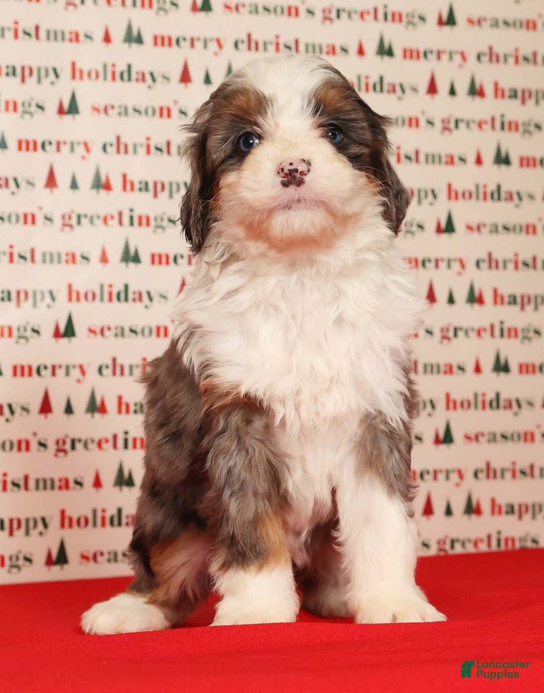 Mini Bernedoodle dogs for sale: Ginger - Ad 6