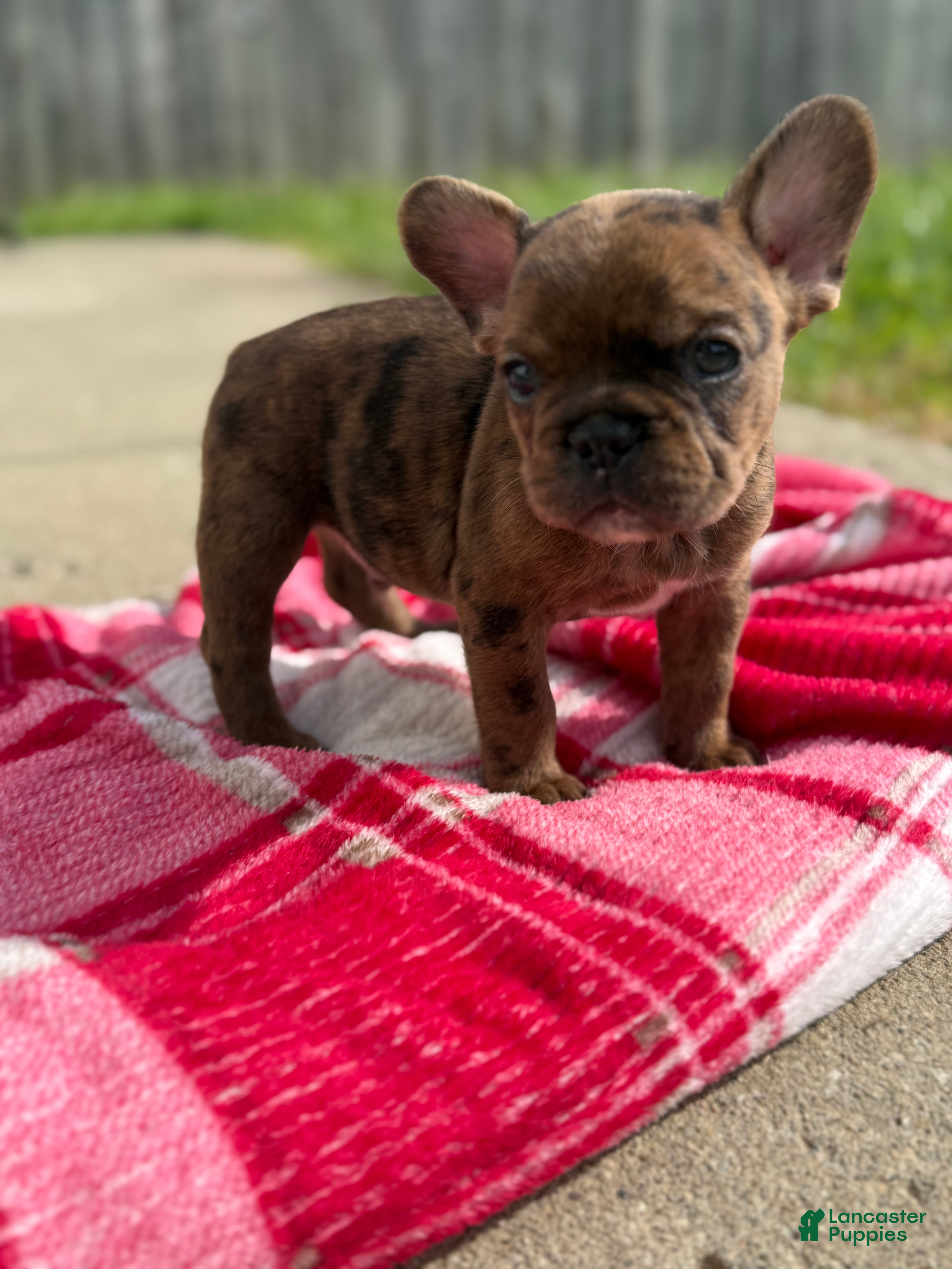 French Bulldog dogs Chocolate Merle French Bulldog Puppy - Ad 12