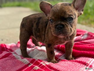 French Bulldog dogs Chocolate Merle French Bulldog Puppy - Ad 14