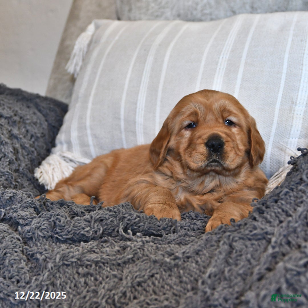 Golden Retriever dogs for sale: Adorable Addie - Ad 2