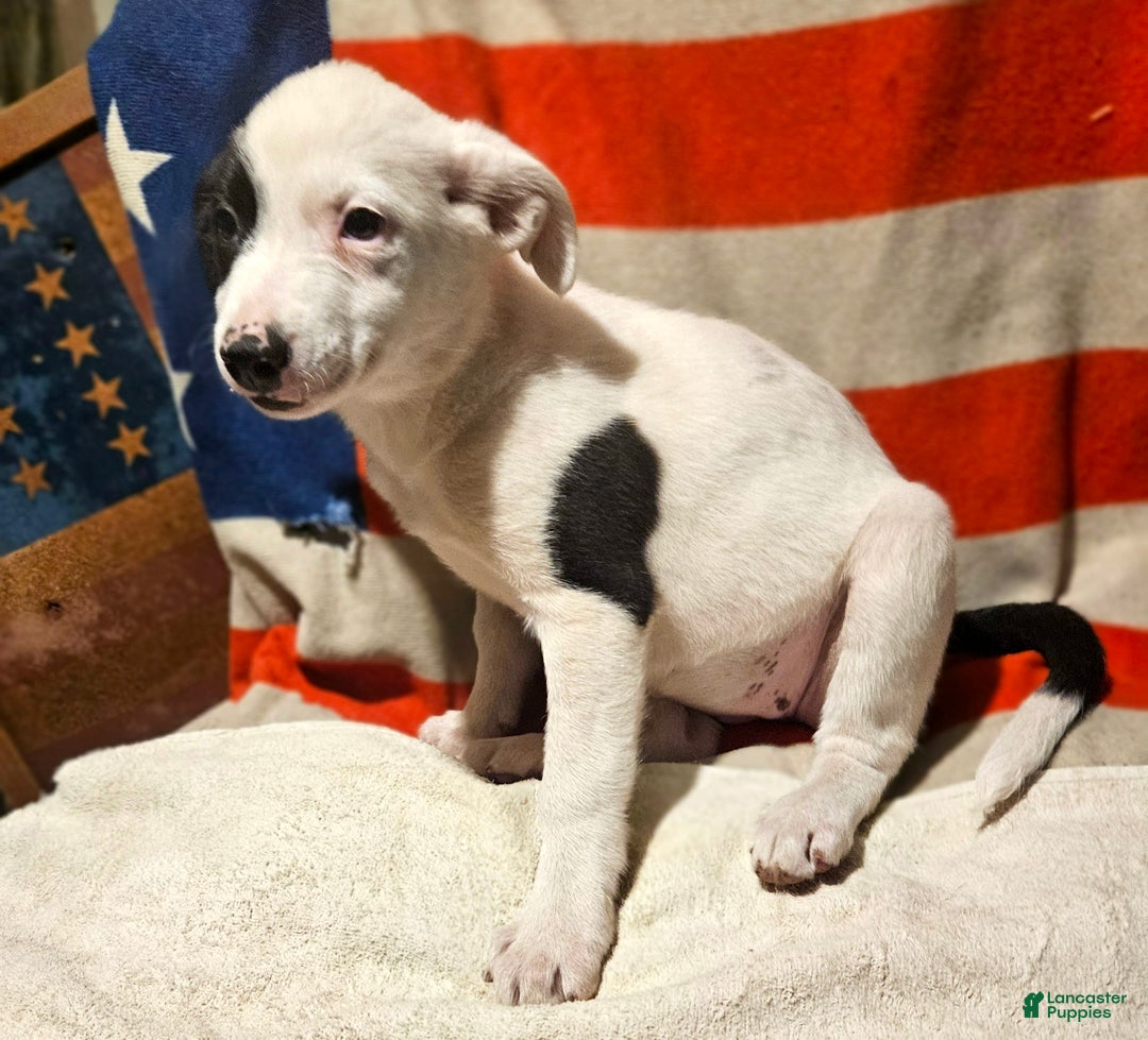 Border Collie dogs for sale: Dreami (Runt) - Ad 57