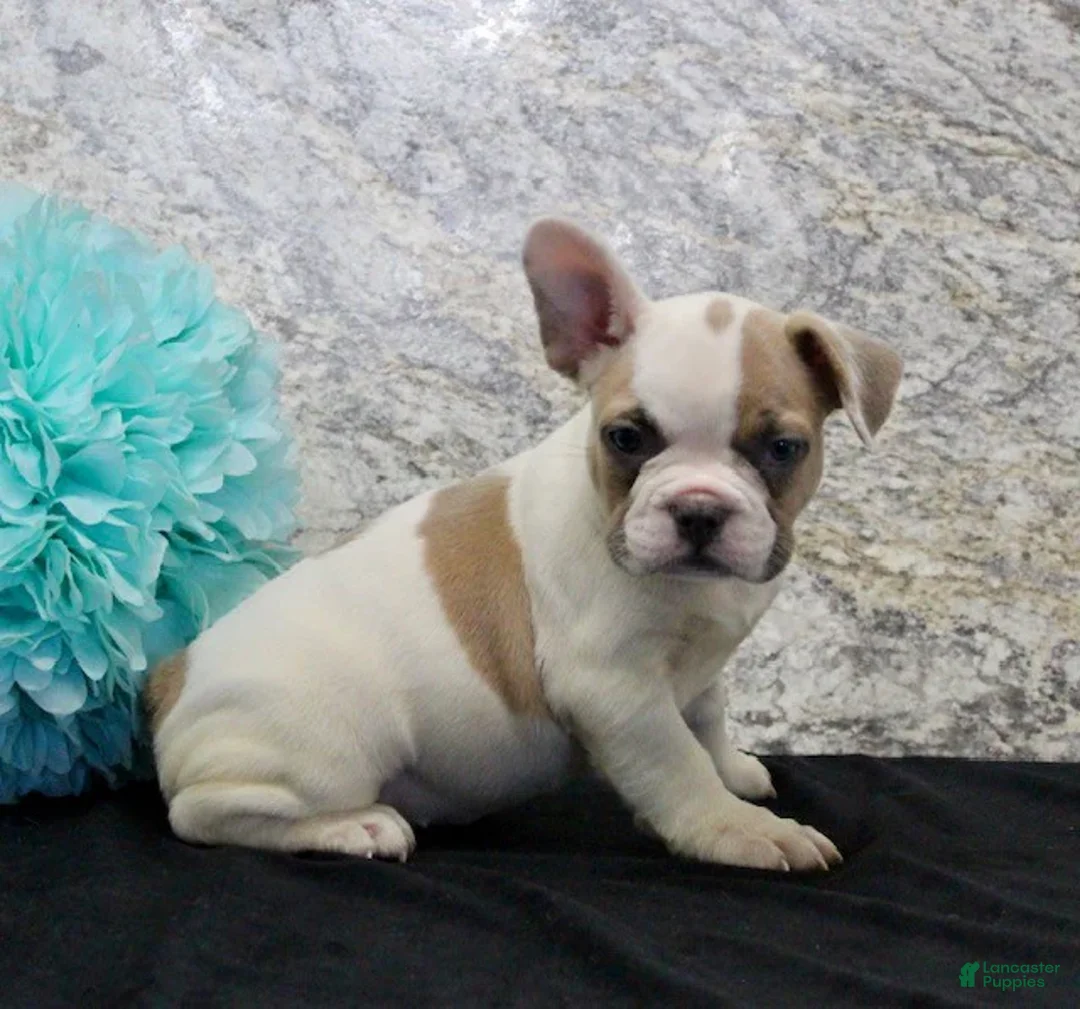 French Bulldog dogs for sale: Wendy - Ad 2