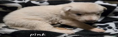 German Shepherd 4