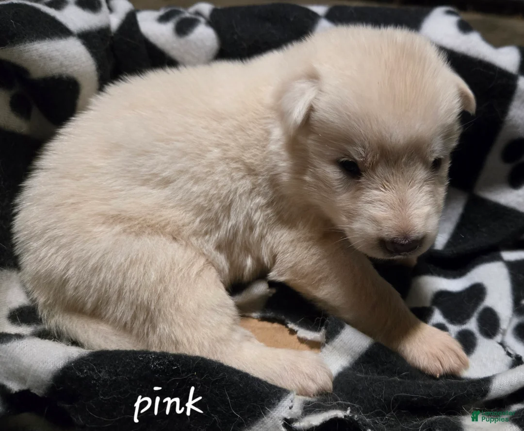 German Shepherd dogs for sale: German Shepherd 4 - Ad 1