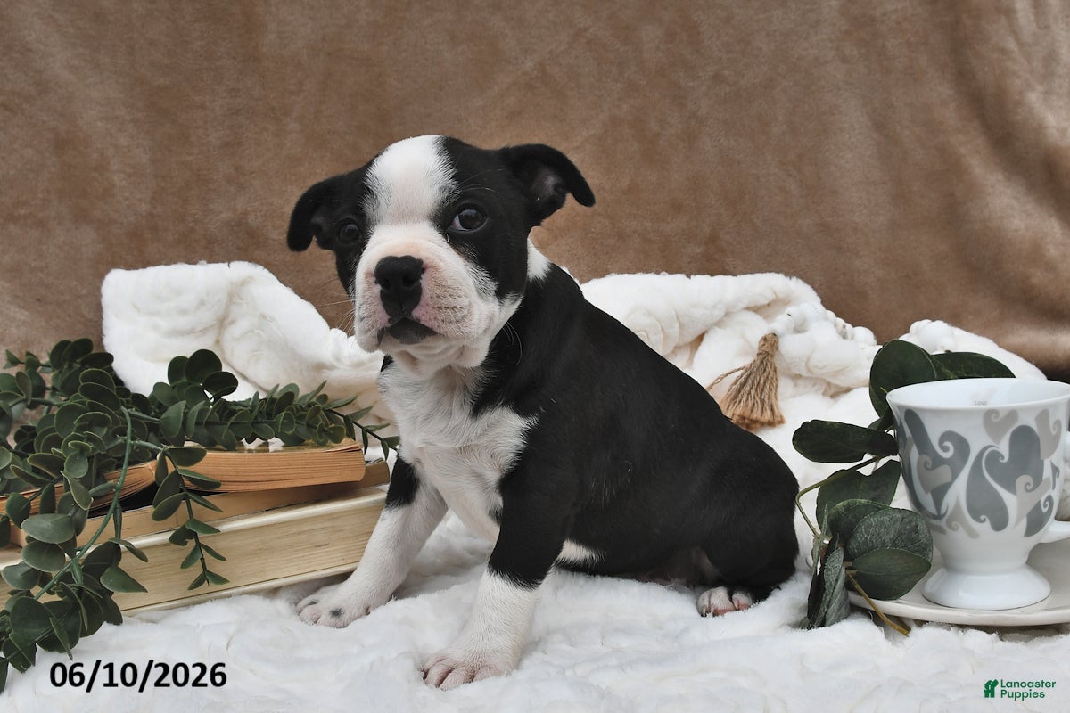 Boston Terrier dogs Bella   - Ad 2
