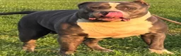 American Bully dogs for sale: Pheonix - Ad 6