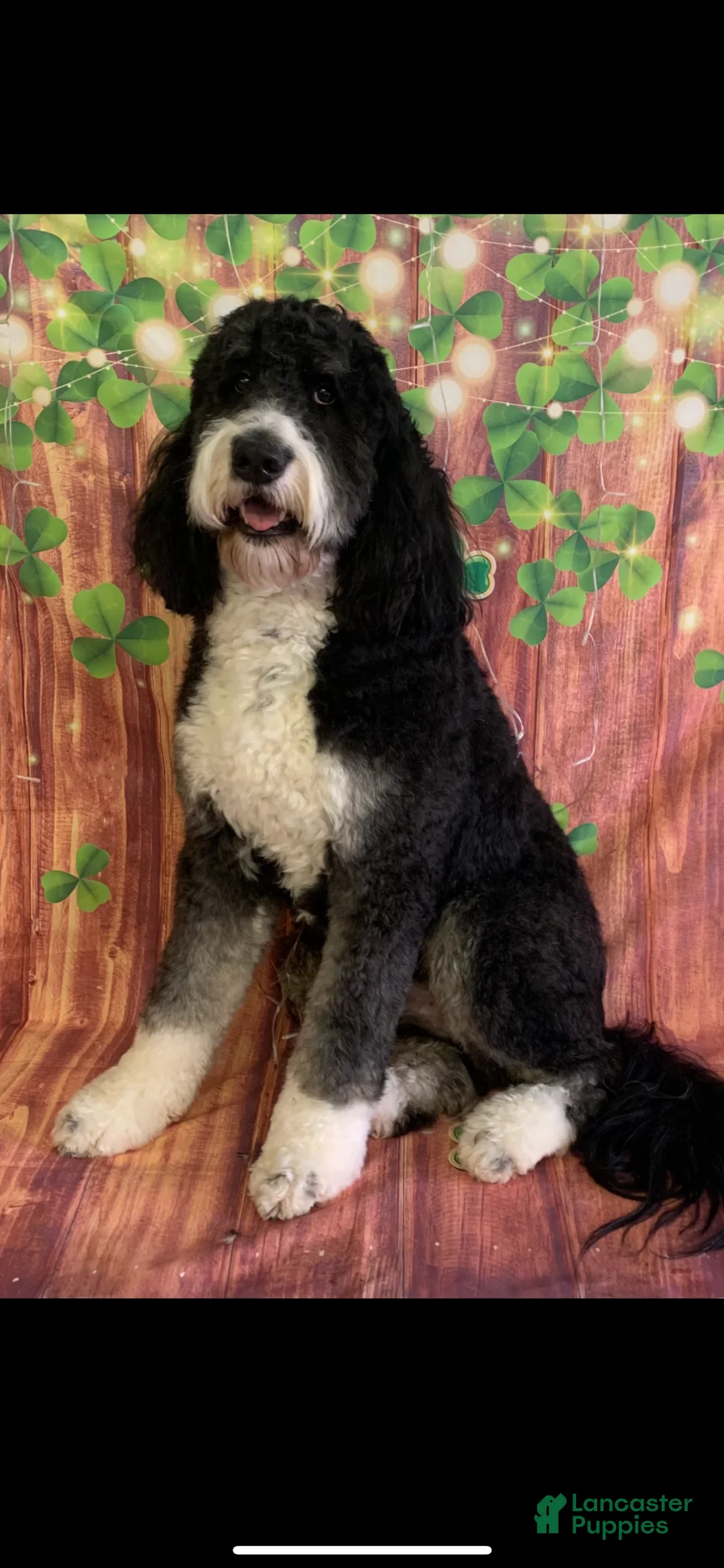 Bernedoodle dogs for sale: Australian Mountain Doodle Fuller - Ad 11
