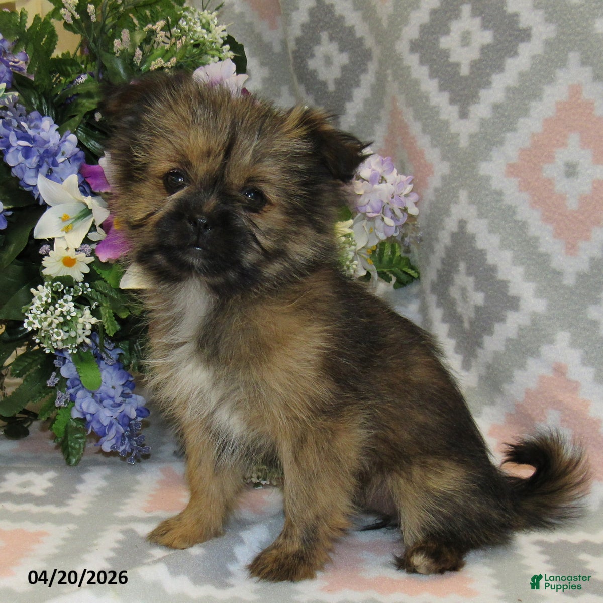 Mixed Breed dogs Erica - Ad 1