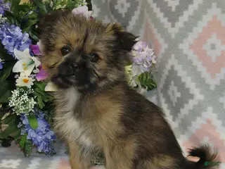 Mixed Breed dogs for sale: Erica - Ad 1