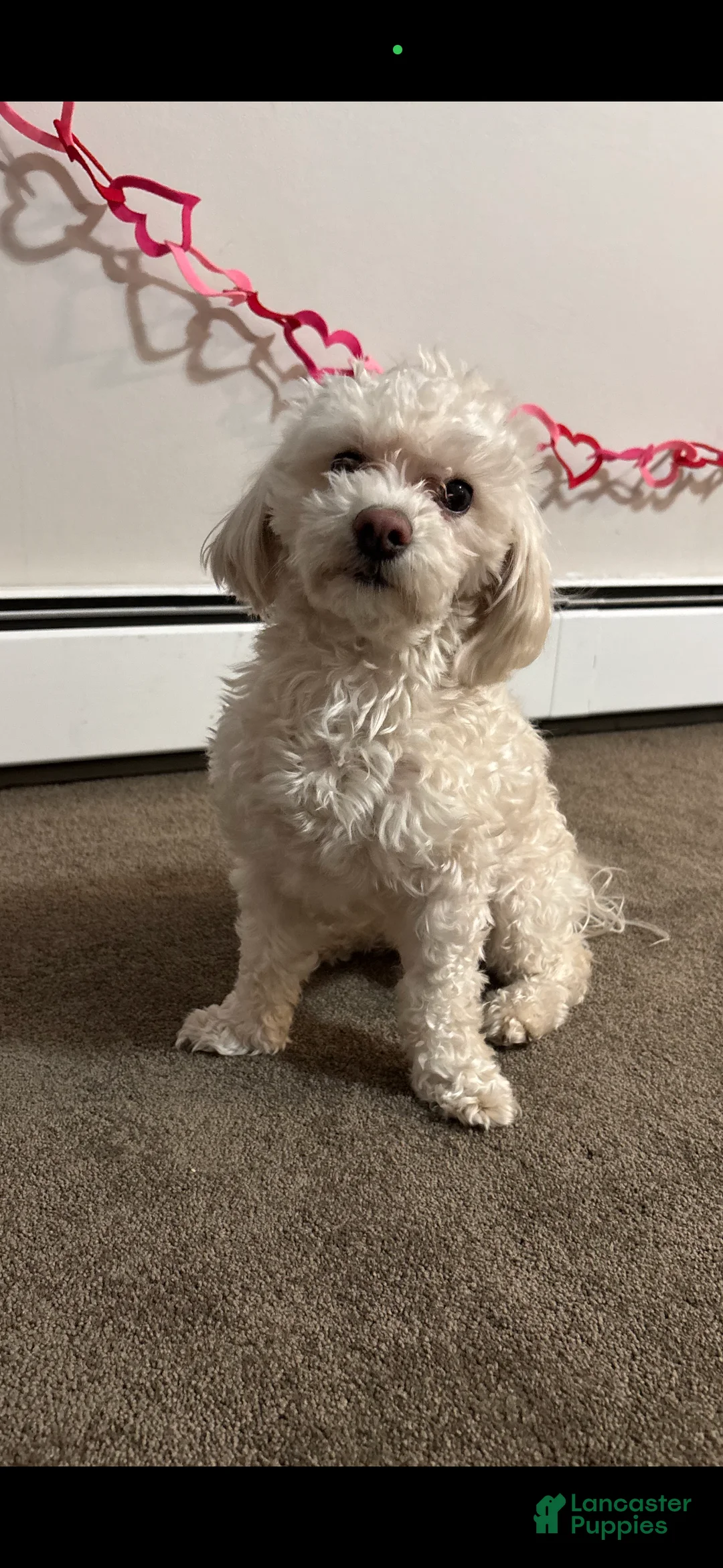 Toy Poodle dogs for stud: Toy Poodle Stud - Ad 2