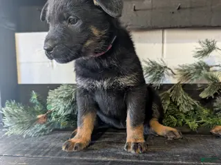 Mixed Breed dogs Rosy - Ad 40