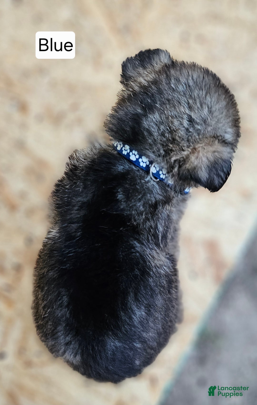 German Shepherd dogs for sale: German Shepherd Puppy 2 - Blue - Ad 3