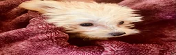 Yochon dogs for sale: Sammy - Ad 5