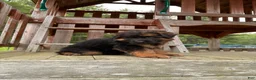 German Shepherd dogs for sale: Fluffball - Ad 6