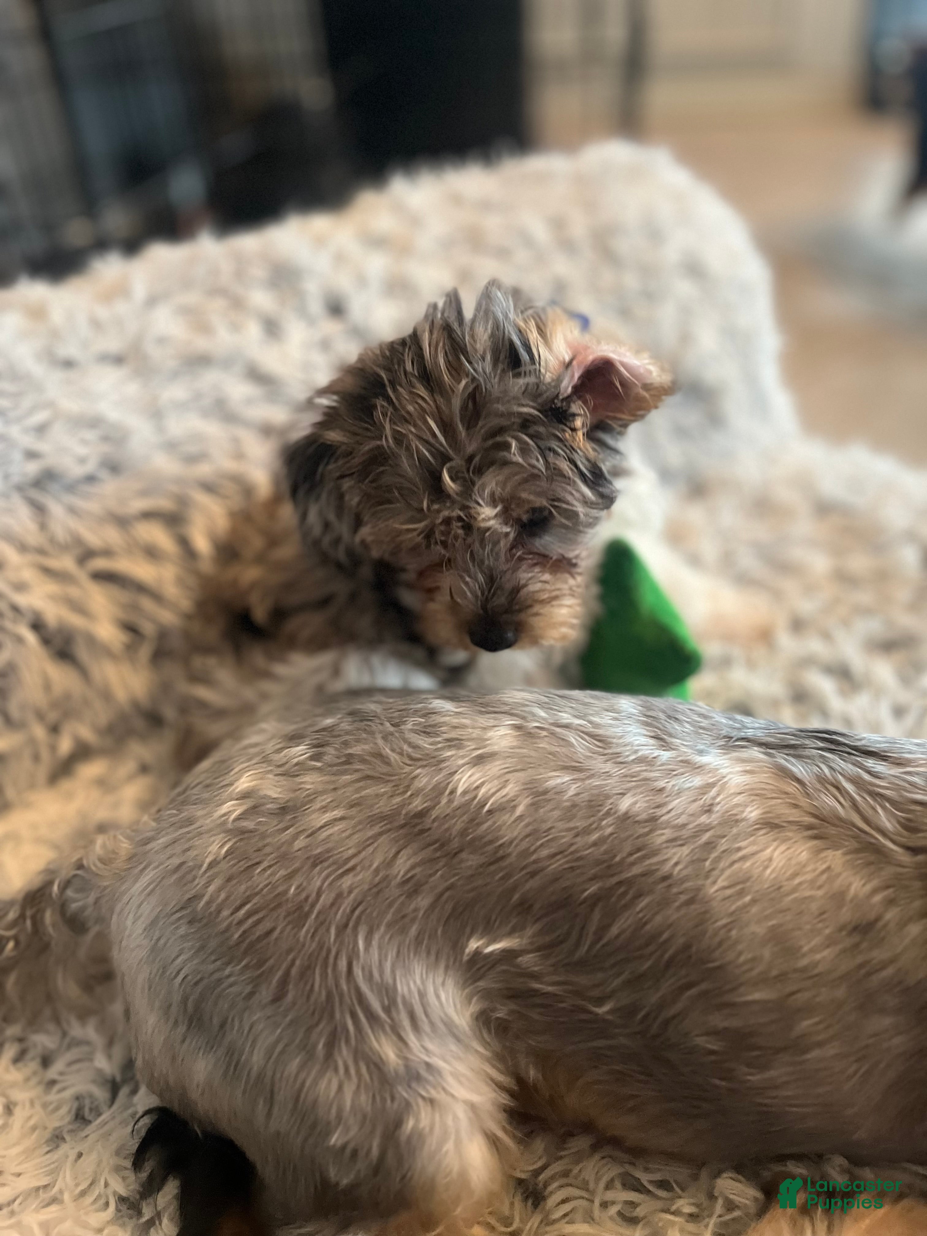 Yorkiepoo dogs Yorkiepoo Puppy 5 - Ad 18