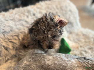 Yorkiepoo dogs Yorkiepoo Puppy 5 - Ad 1