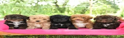 Toy Poodle dogs for sale: Ada - Ad 5