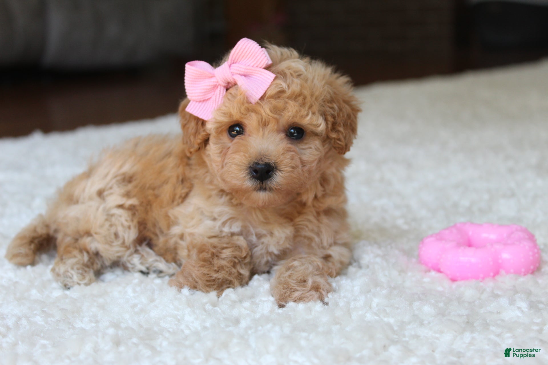 Bichpoo dogs Lexy - Ad 2