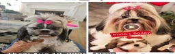 Shih Tzu dogs for sale: Anthony - Ad 2