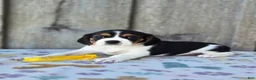 Beaglier dogs for sale: Sunny - Ad 3