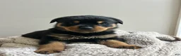 Rottweiler dogs for sale: Reese - Ad 4