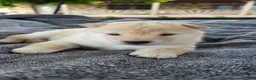 Shiba Inu dogs for sale: Crosby - Ad 7