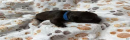 Miniature Schnauzer dogs for sale: Miniature Schnauzer 1 - Ad 3