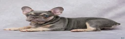 French Bulldog dogs for sale: Brittany - Ad 3