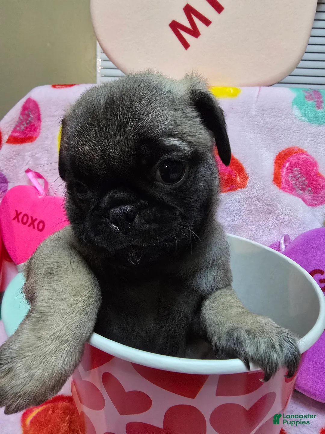 Pug dogs for sale: Maddie - Ad 3