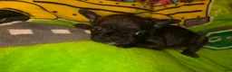 French Bulldog dogs for sale: Britney brindle - Ad 3