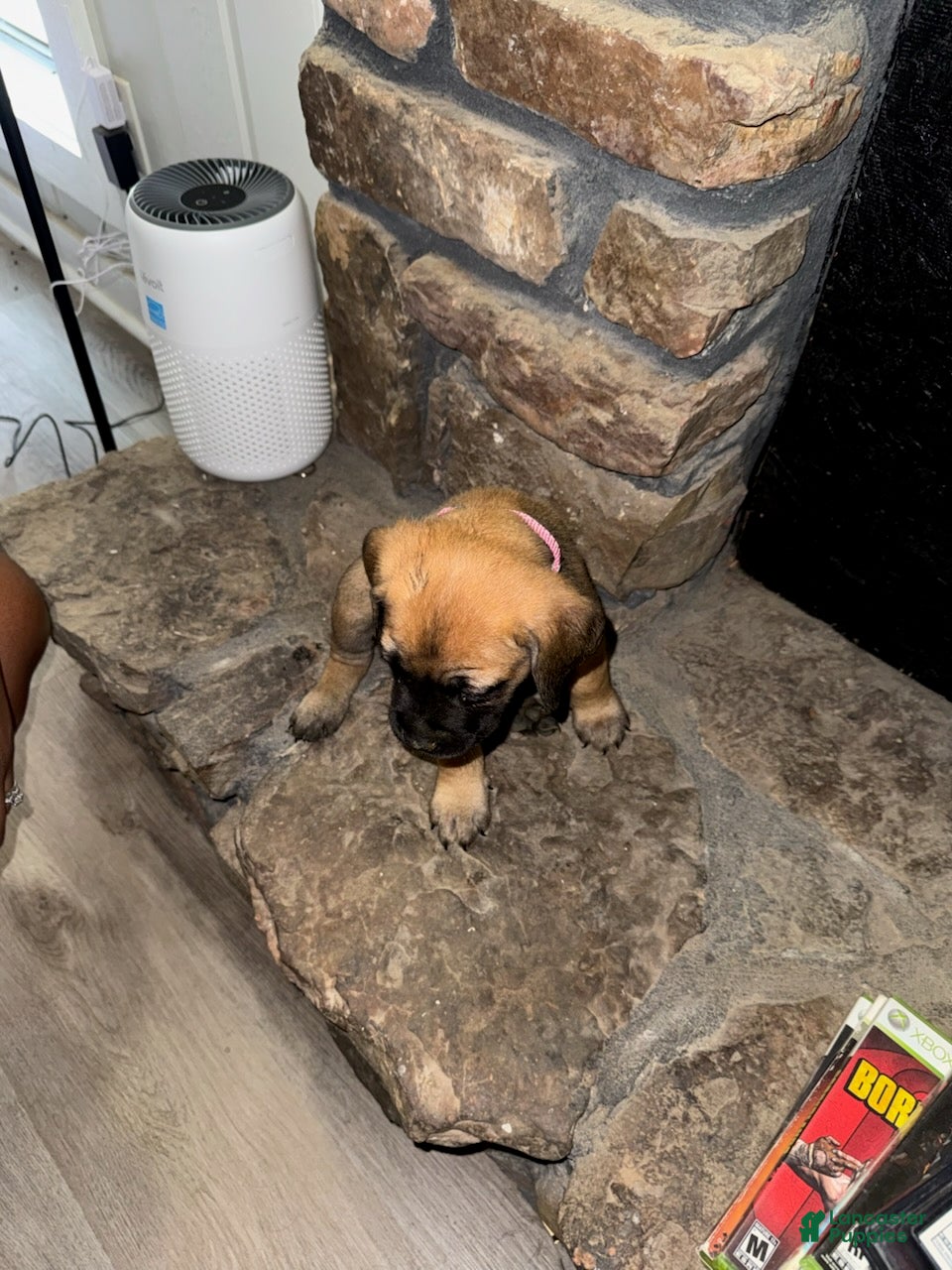 Cane Corso dogs  Freya_Female - Ad 2