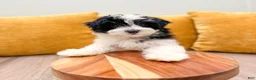 Havanese dogs for sale: Callie - Ad 3