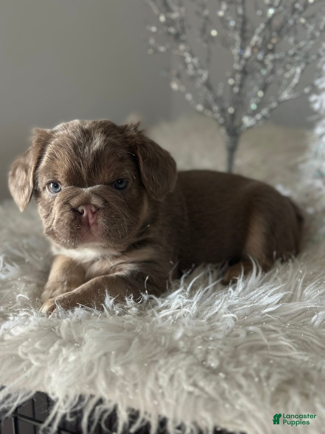 French Bulldog dogs for sale: Isabella and tan fluffy pink carrier - Ad 5