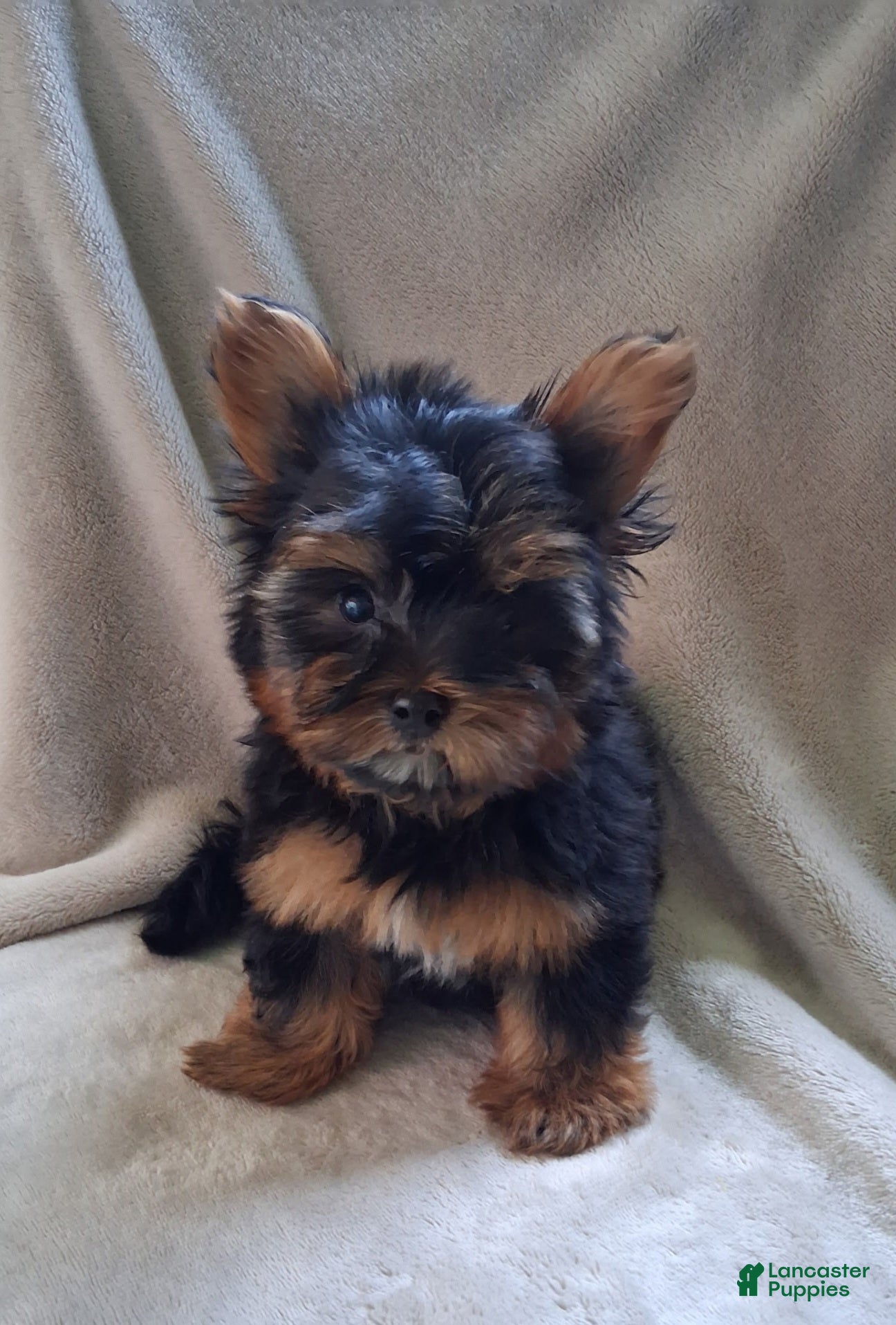 Yorkshire Terrier dogs Zach - Ad 1