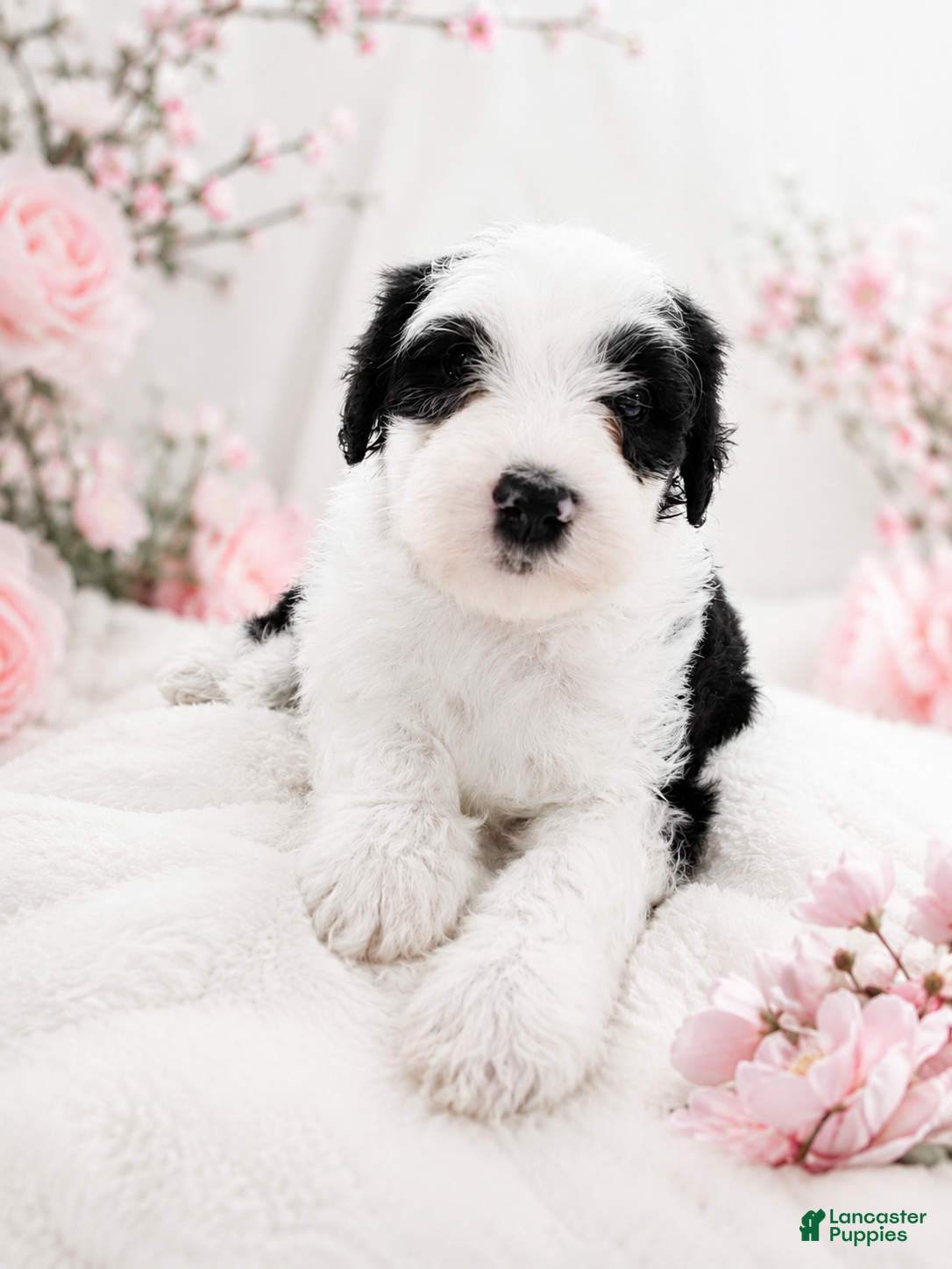 Sheepadoodle dogs Sheepadoodle 2 - Ad 2