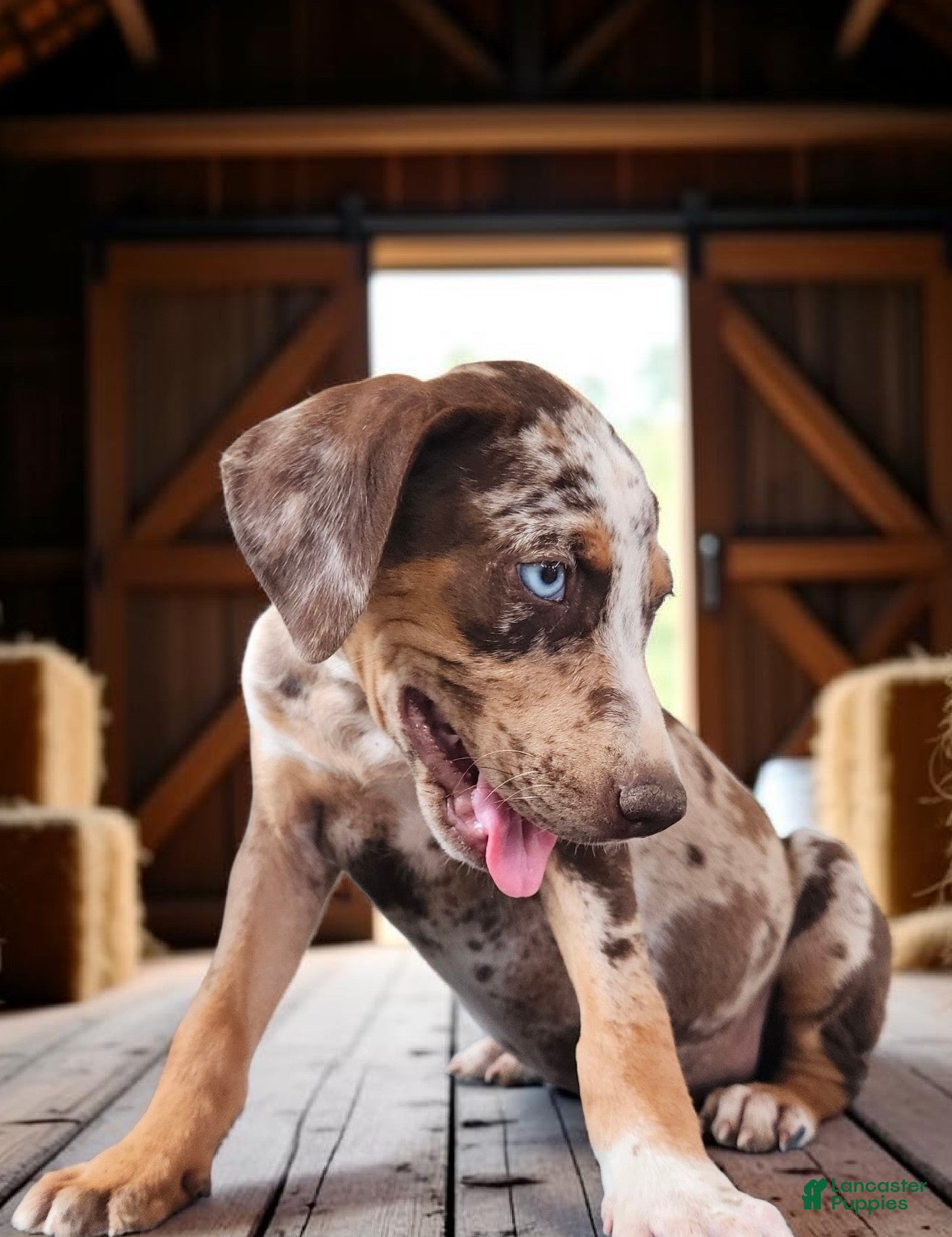 Catahoula Leopard Dog dogs MS 2026 Female 2 - Ad 3