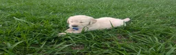 Golden Retriever dogs for sale: Teddy - Ad 7