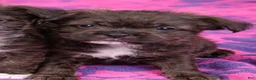 Mixed Breed dogs for sale: Chewy - Ad 4