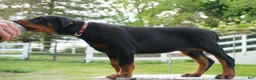 Doberman Pinscher dogs for sale: Molly - Ad 2