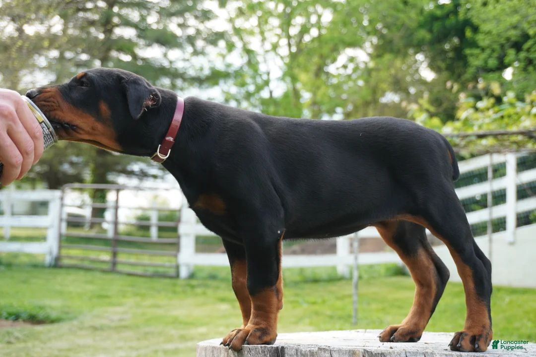 Doberman Pinscher dogs for sale: Molly - Ad 2