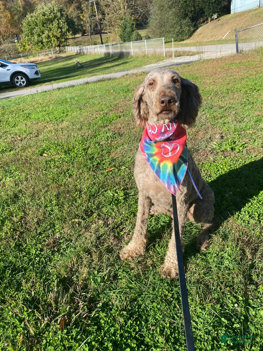 Standard Poodle dogs for sale: Standard Poodle Puppy 1 - Ad 3