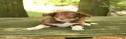 Border Collie dogs for sale: Freddie - Ad 3