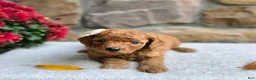 Cavapoo dogs for sale: Betsy - Ad 3