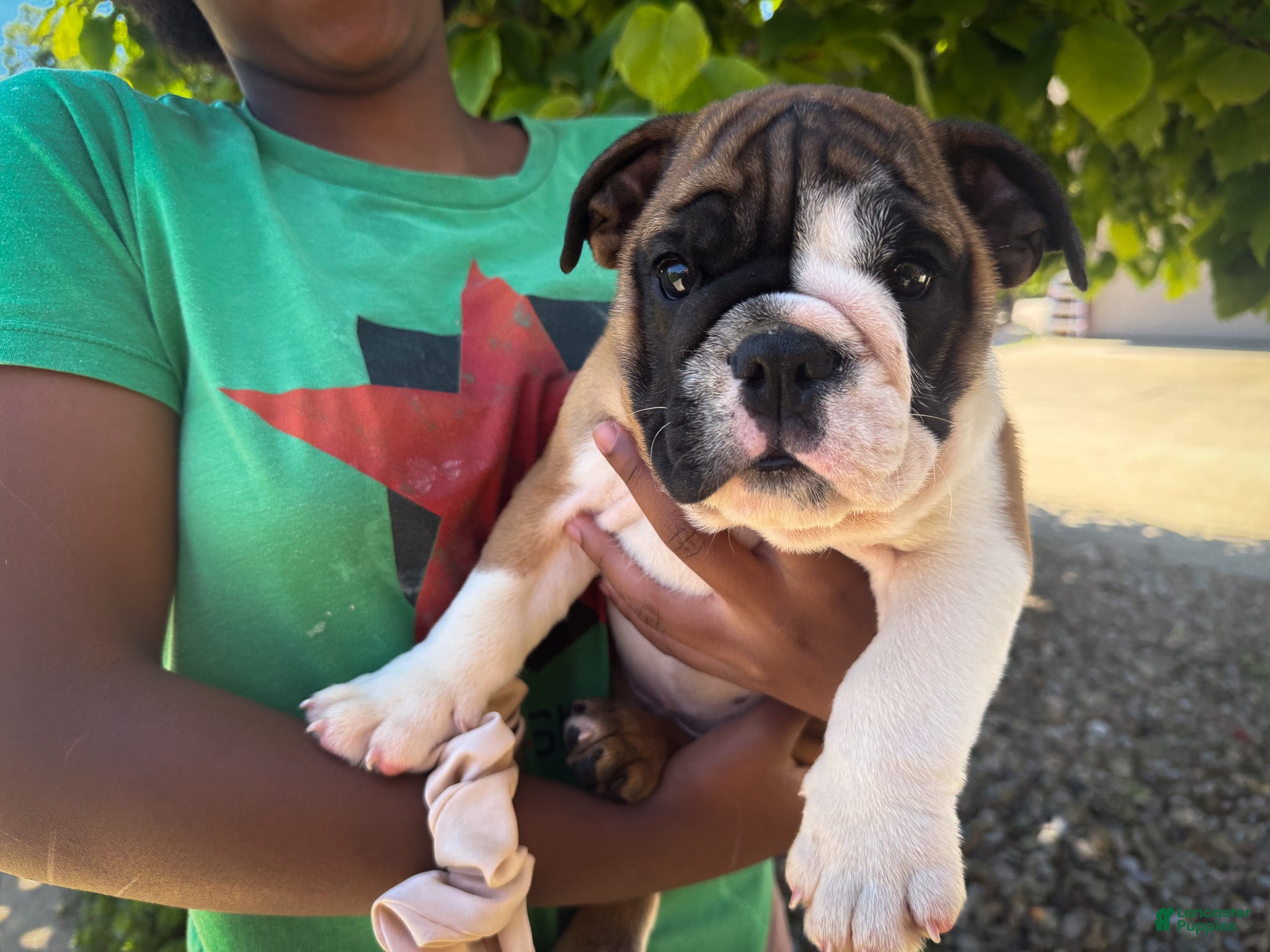 English Bulldog dogs Otis - Ad 1