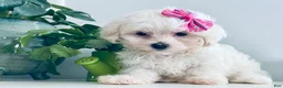Maltese dogs for sale: Teacup Tiana - Ad 3