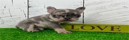 French Bulldog dogs for sale: Damon - Ad 5