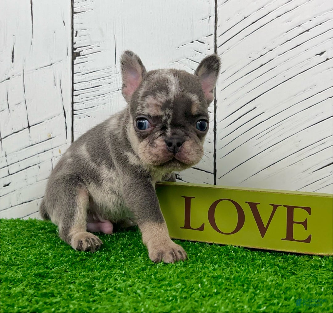 French Bulldog dogs for sale: Damon - Ad 5