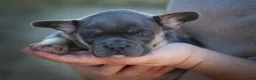 Frenchton dogs for sale: Quest - Ad 15
